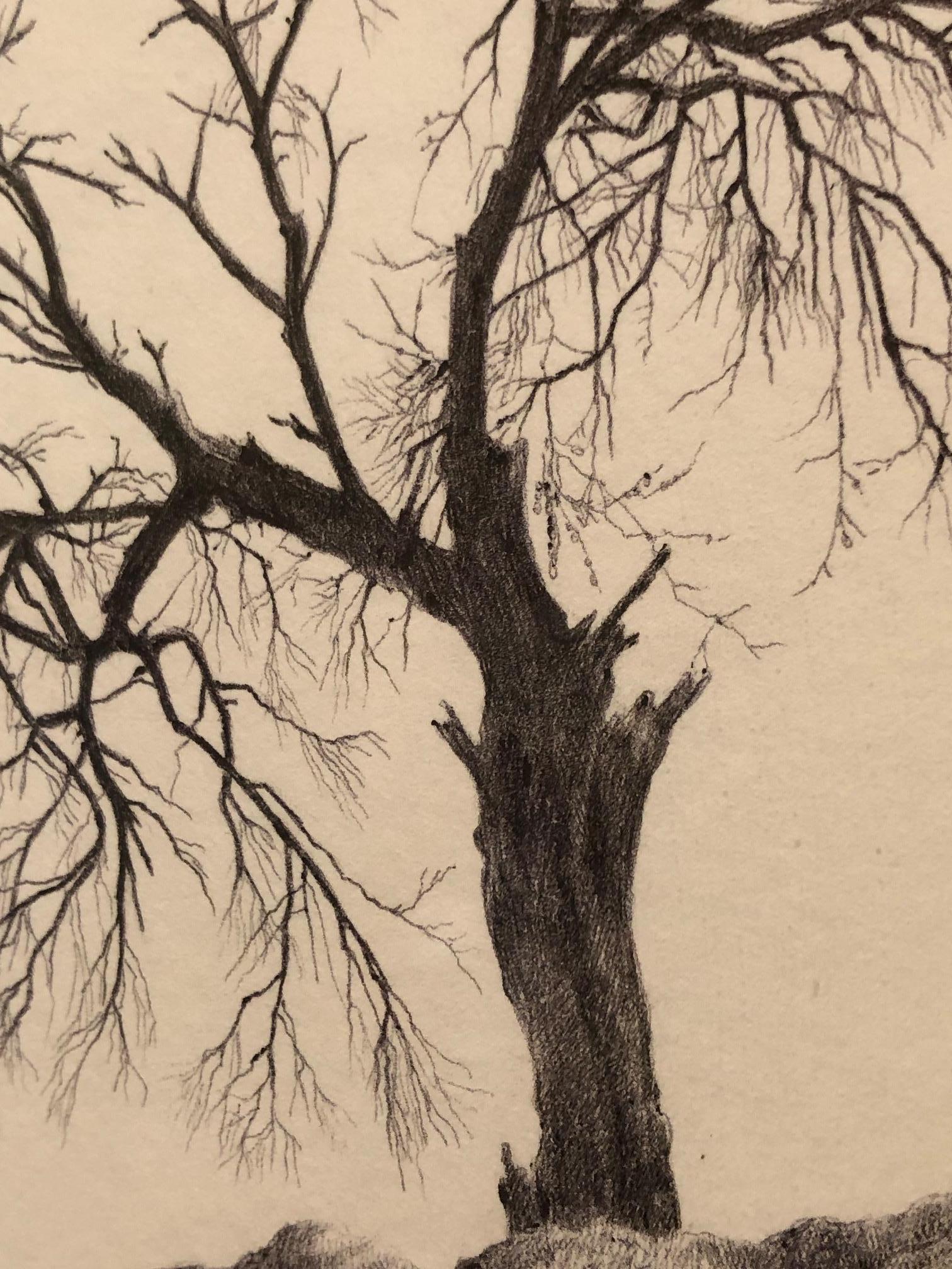 Tree n° 50, 15 mars 2016, dessin de paysage contemporain au crayon sur papier - Gris Landscape Art par Dina Brodsky