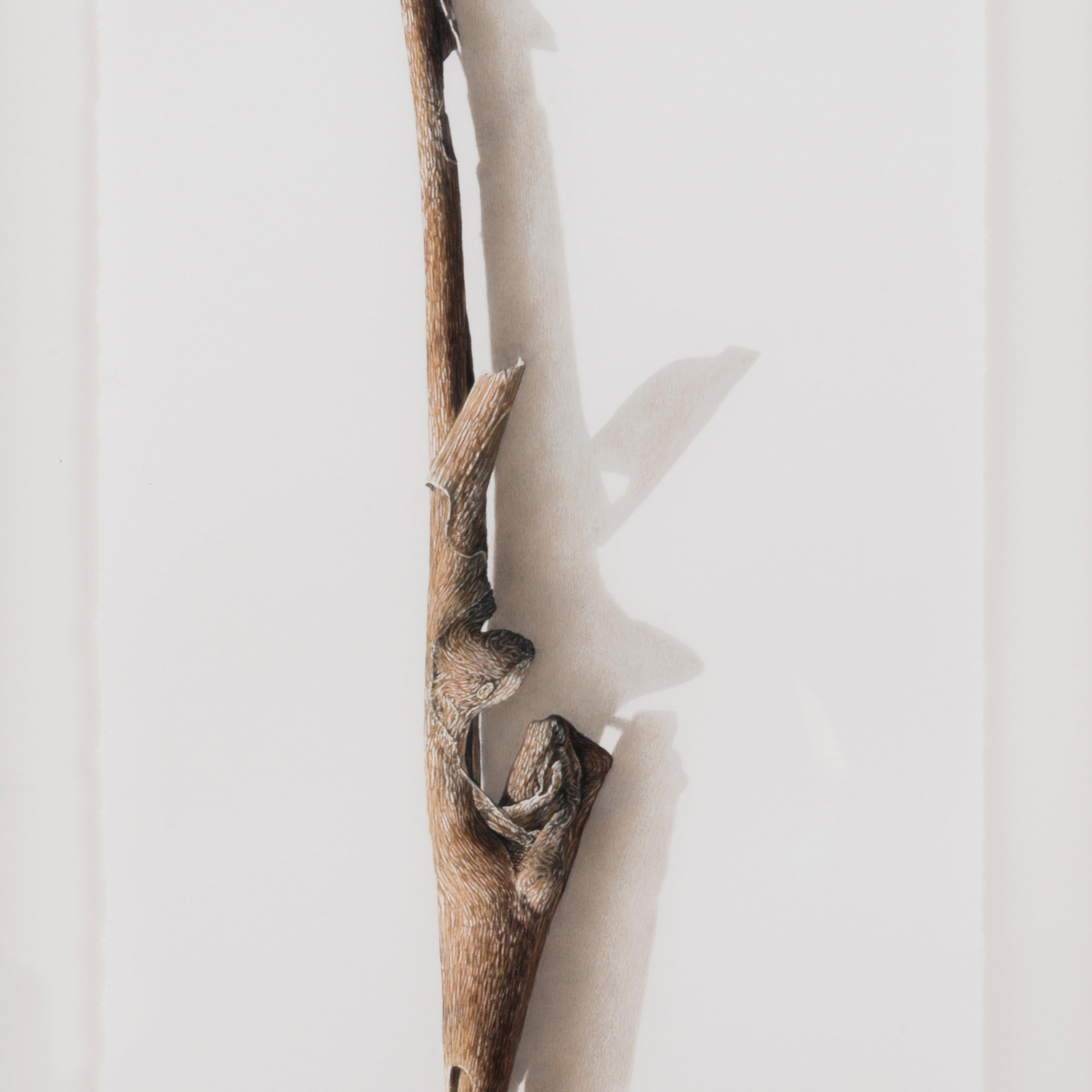 David Morrison, Sycamore Series No. 3, hyperrealistische farbige Bleistiftzeichnung, 2003 im Angebot 1