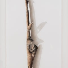 David Morrison, Sycamore Series No. 3, disegno iperrealista a matita colorata, 2003