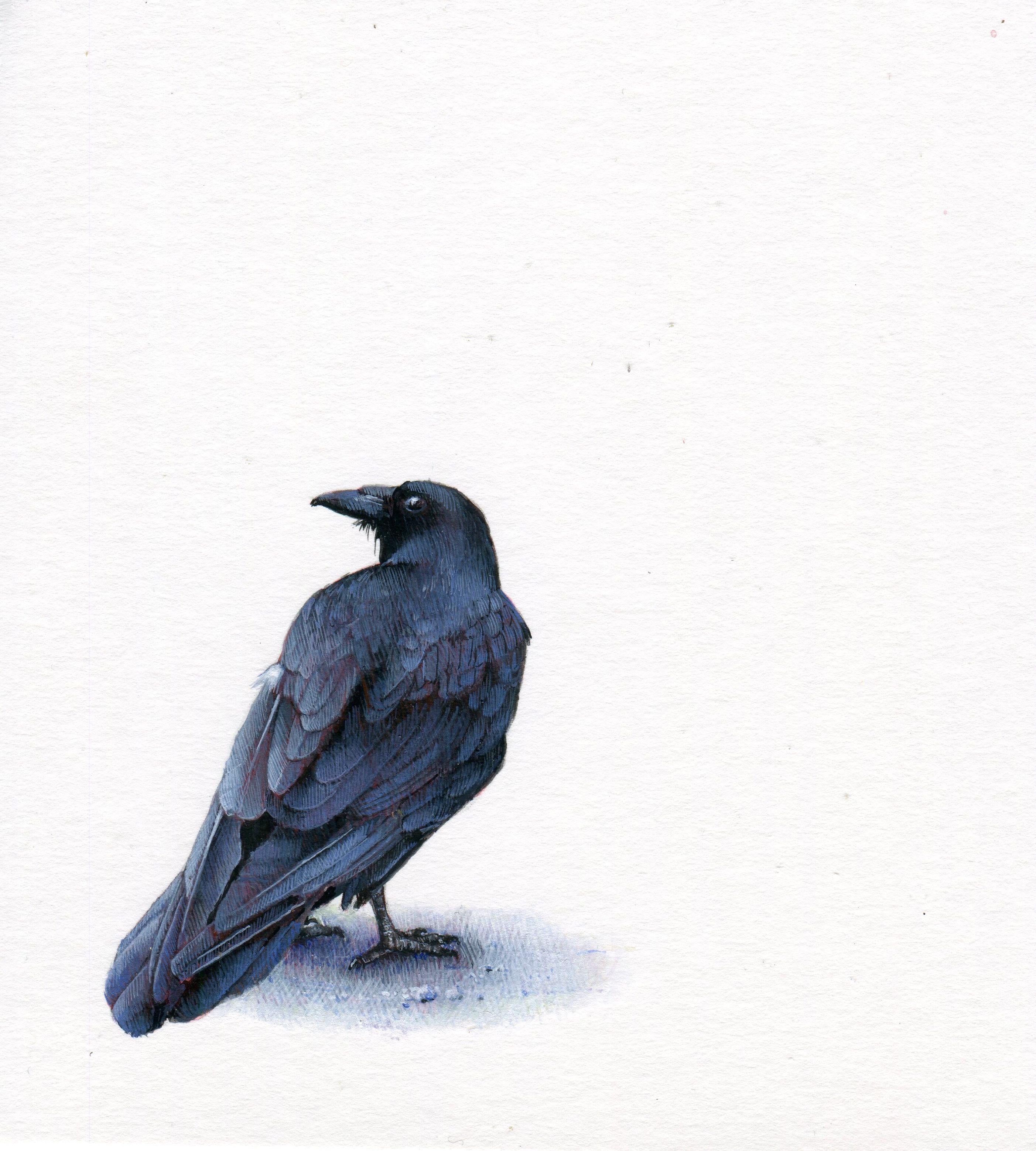 Dina Brodsky Animal Art - Raven, contemporary realist animal watercolor on paper