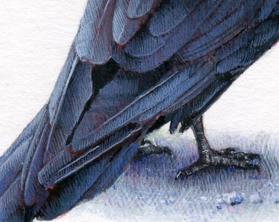 watercolor raven