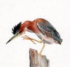 Shore Bird, contemporary realist animal watercolor on paper