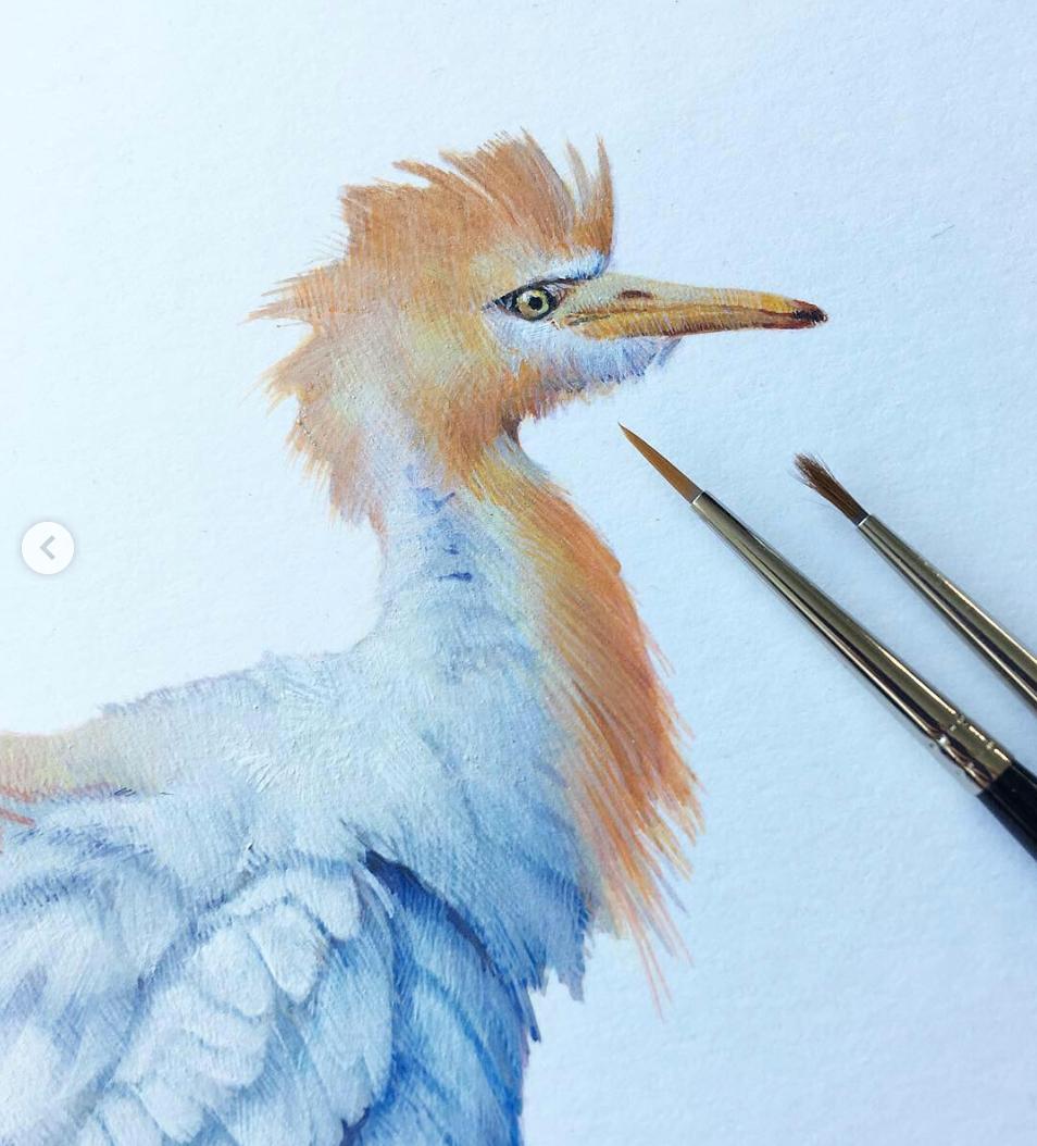 contemporary animal drawings and watercolors