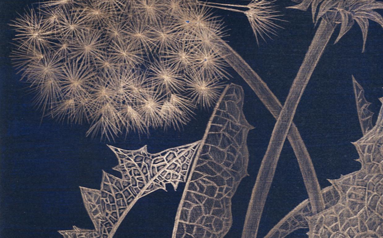 Margot Glass, Blue Dandelion, realist gold point still-life drawing, 2019 2