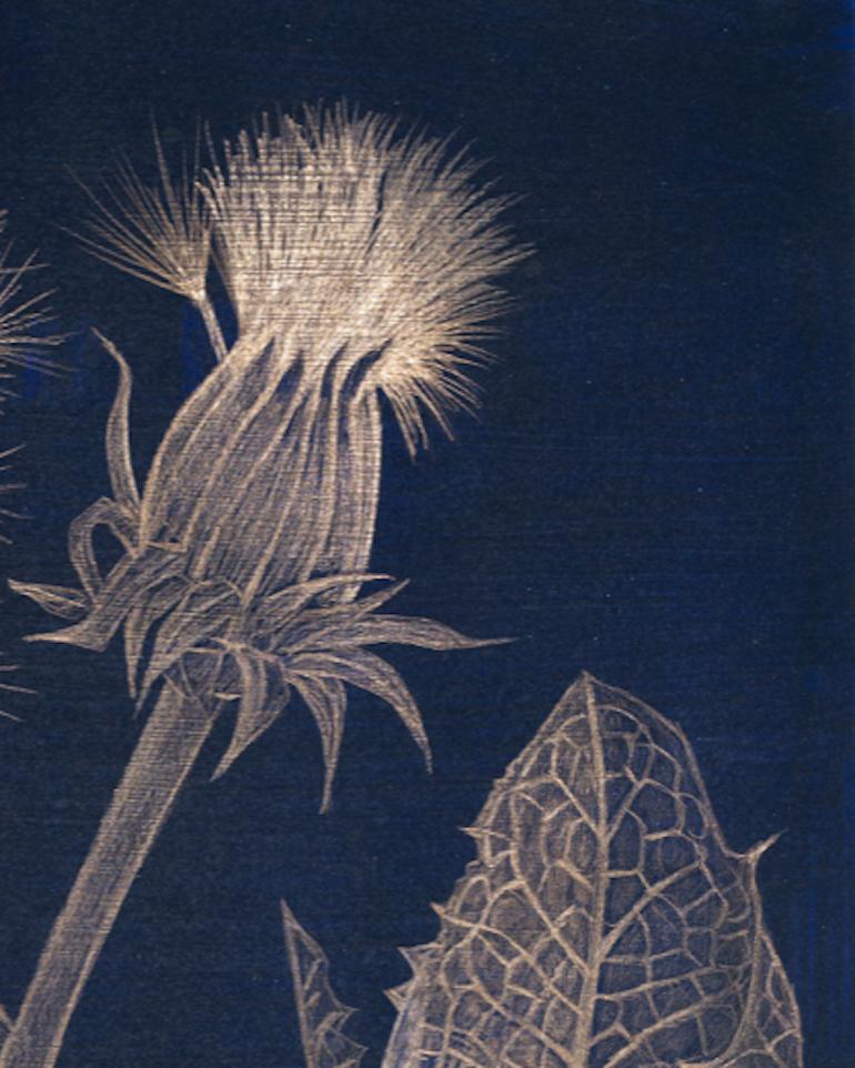 Margot Glass, Blue Dandelion, realist gold point still-life drawing, 2019 3