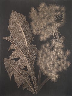 Margot Glass, Two Dandelions (a), realist goldpoint floral still life drawing