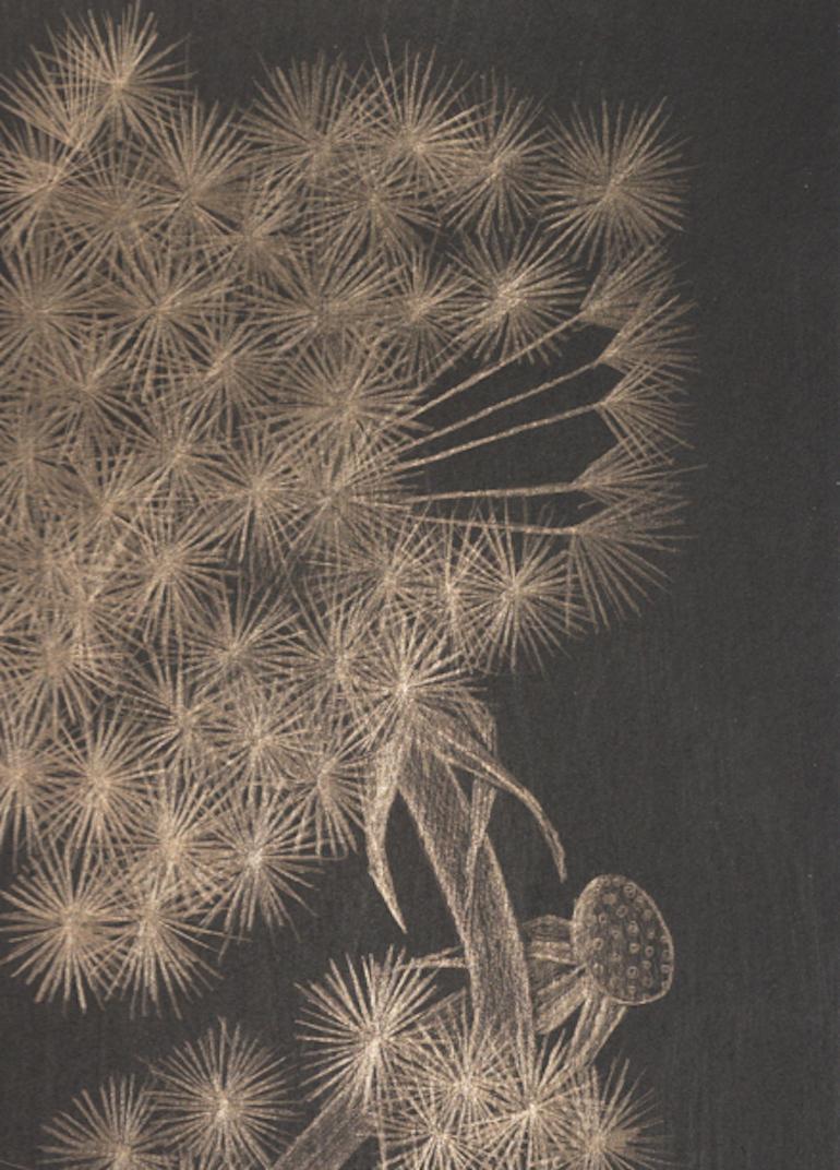 Glass uses a stylus to carefully apply gold particles to her prepared paper. The medium is just as fragile and capricious as the dandelion seeds themselves: “the surface is not forgiving so when I work on these, occasionally they get ruined in the