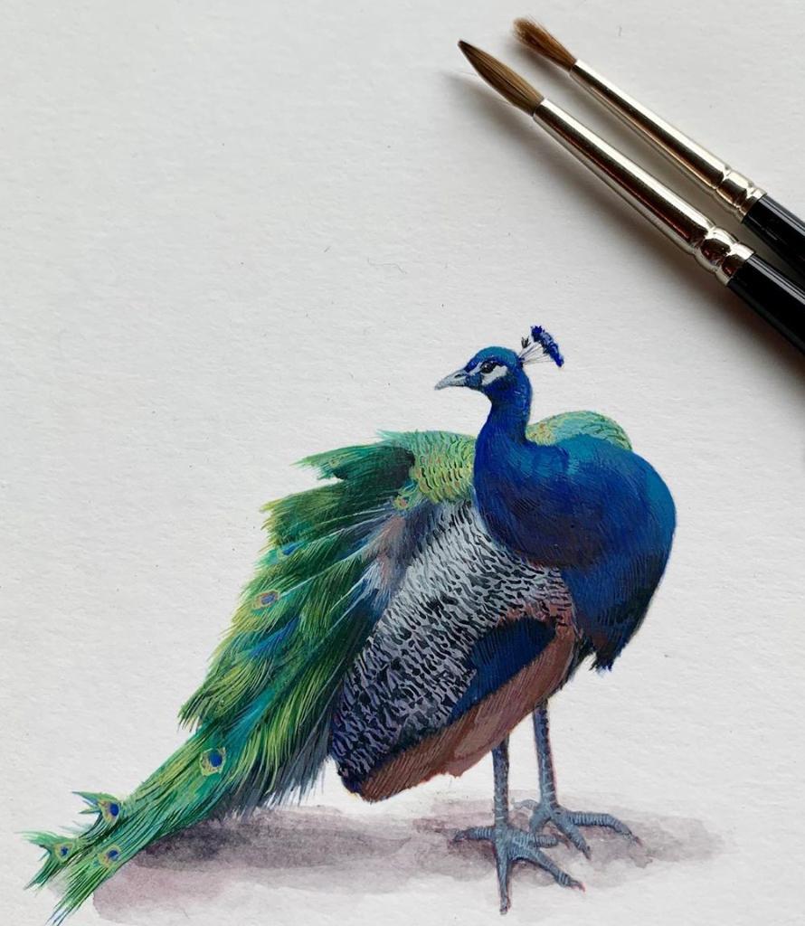 Peacock, contemporary realist gouache on paper miniature animal portrait - Art by Dina Brodsky