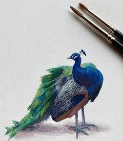 Peacock, contemporary realist gouache on paper miniature animal portrait