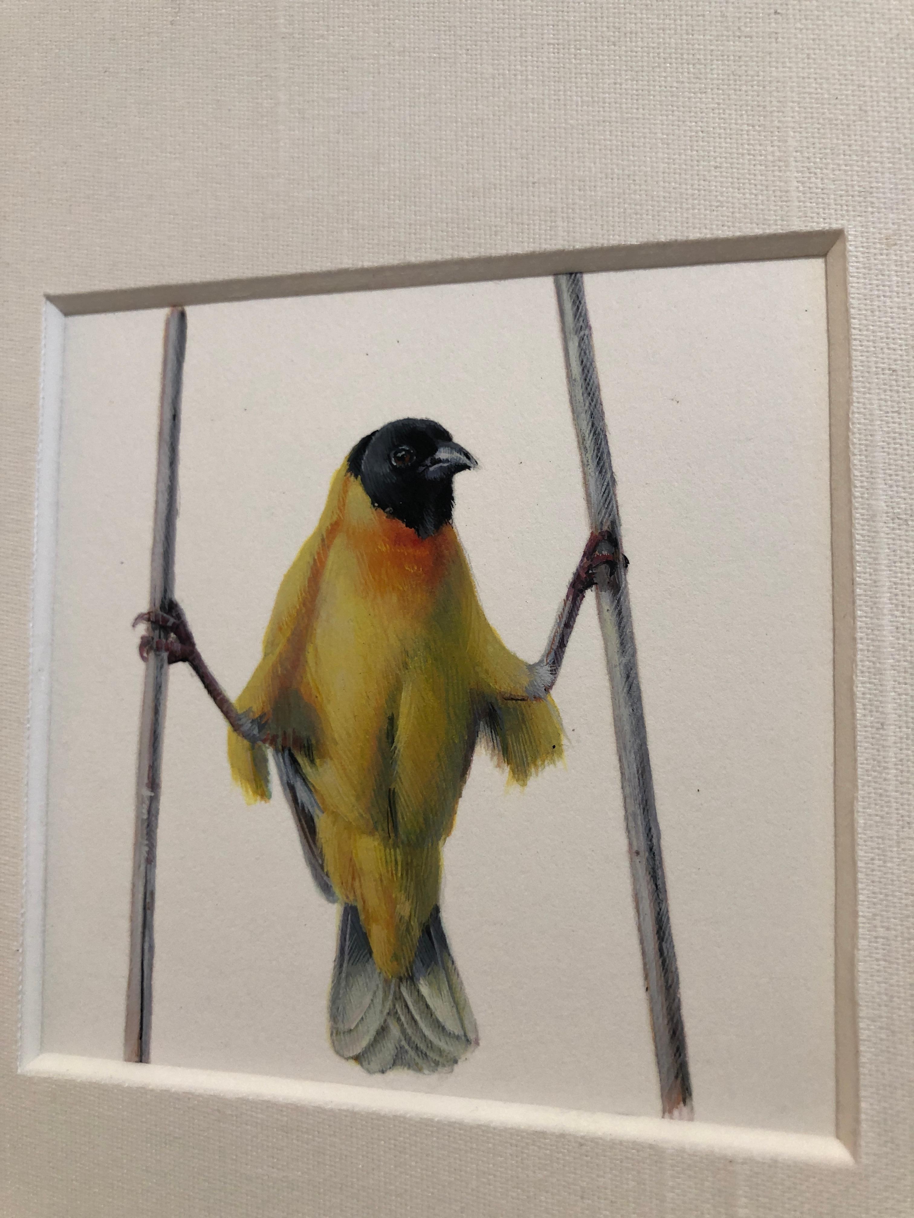 Yellow Bird Akimbo, contemporary realist gouache miniature animal portrait - Art by Dina Brodsky