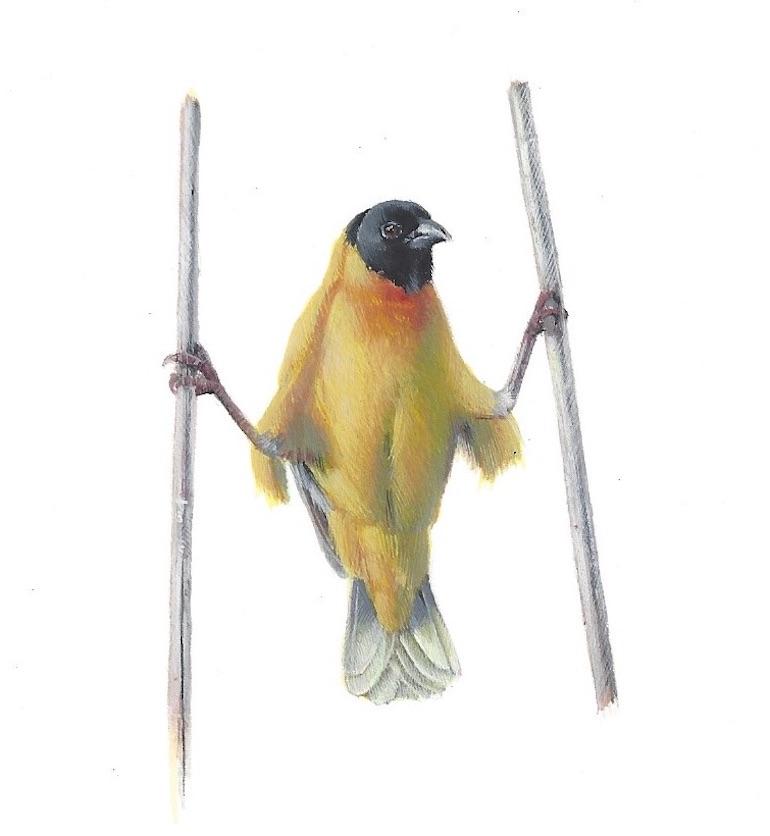 Yellow Bird Akimbo, contemporary realist gouache miniature animal portrait