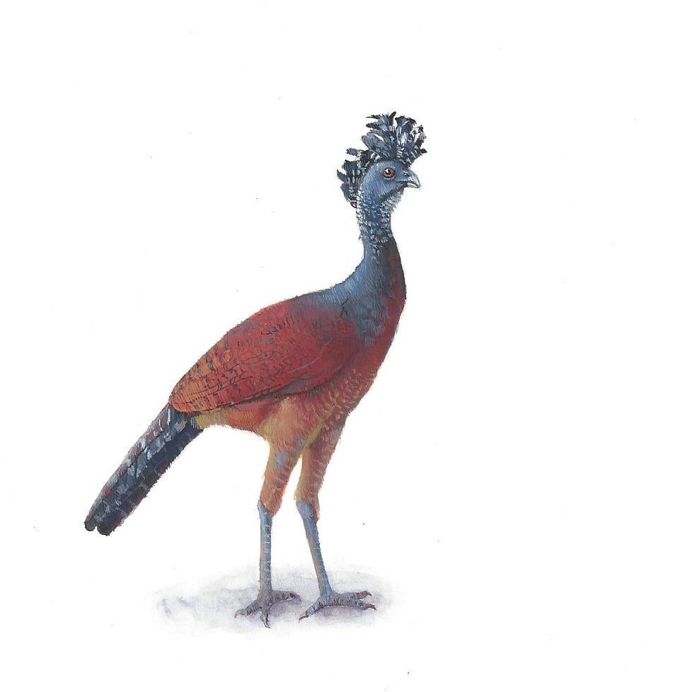 Crested Bird, contemporary realist gouache on paper miniature animal portrait