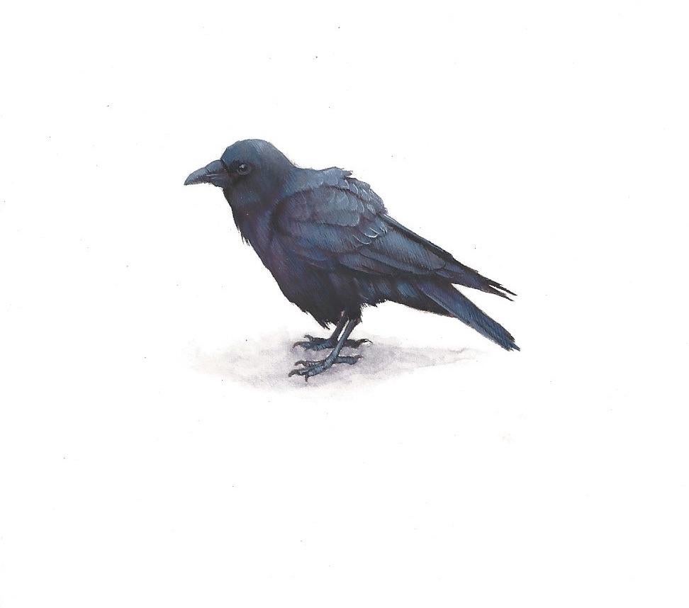 Dina Brodsky's realist animal miniature, Small Raven, demonstrates the complexity of the color black. Undertones of blue, green, purple, and crimson glimmer through, adding dimension to the little bird's somber hue. Executed in gouache and
