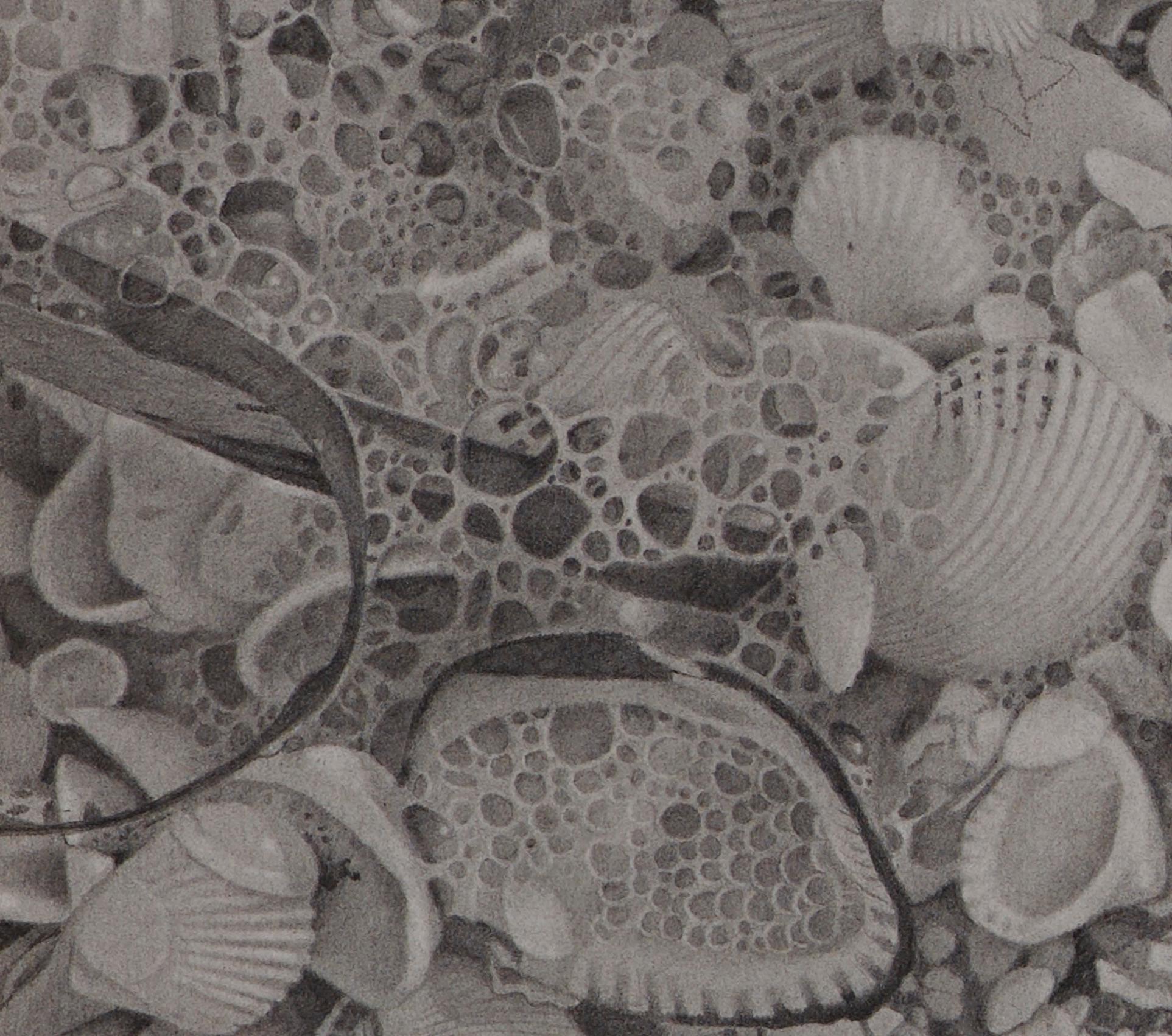 Seashells 3, photorealist graphite nature drawing, 2018 - Art by Mary Reilly