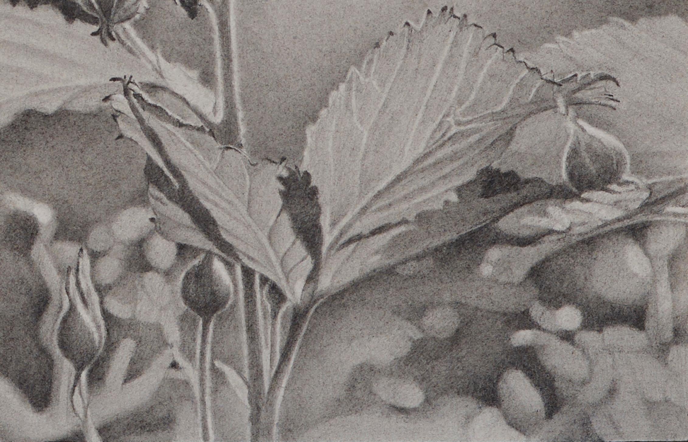 Knospen und Blätter, fotorealistische Graphitblumenzeichnung, 2018 – Art von Mary Reilly