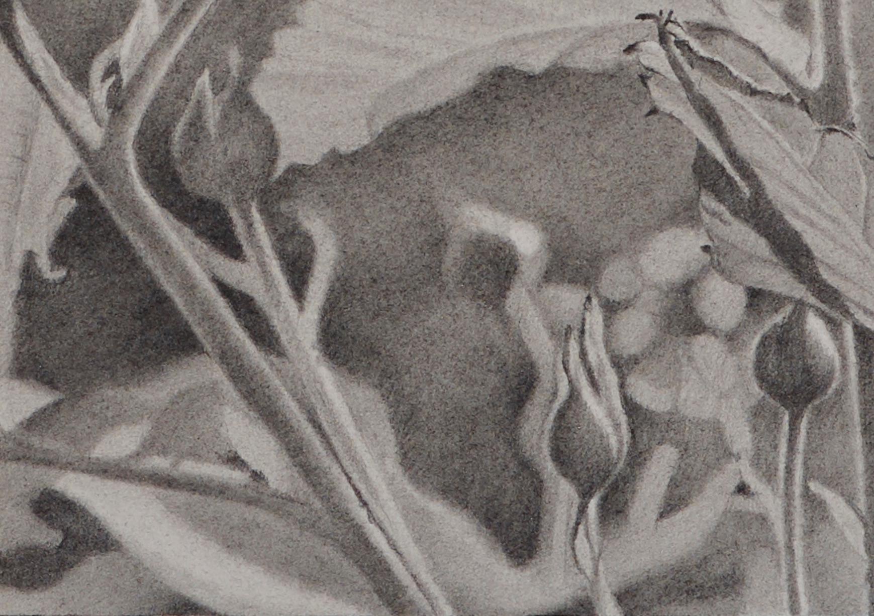 Knospen und Blätter, fotorealistische Graphitblumenzeichnung, 2018 (Grau), Landscape Art, von Mary Reilly