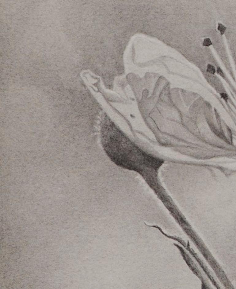 Flower Petals, photorealist graphite floral drawing, 2018 - Art by Mary Reilly