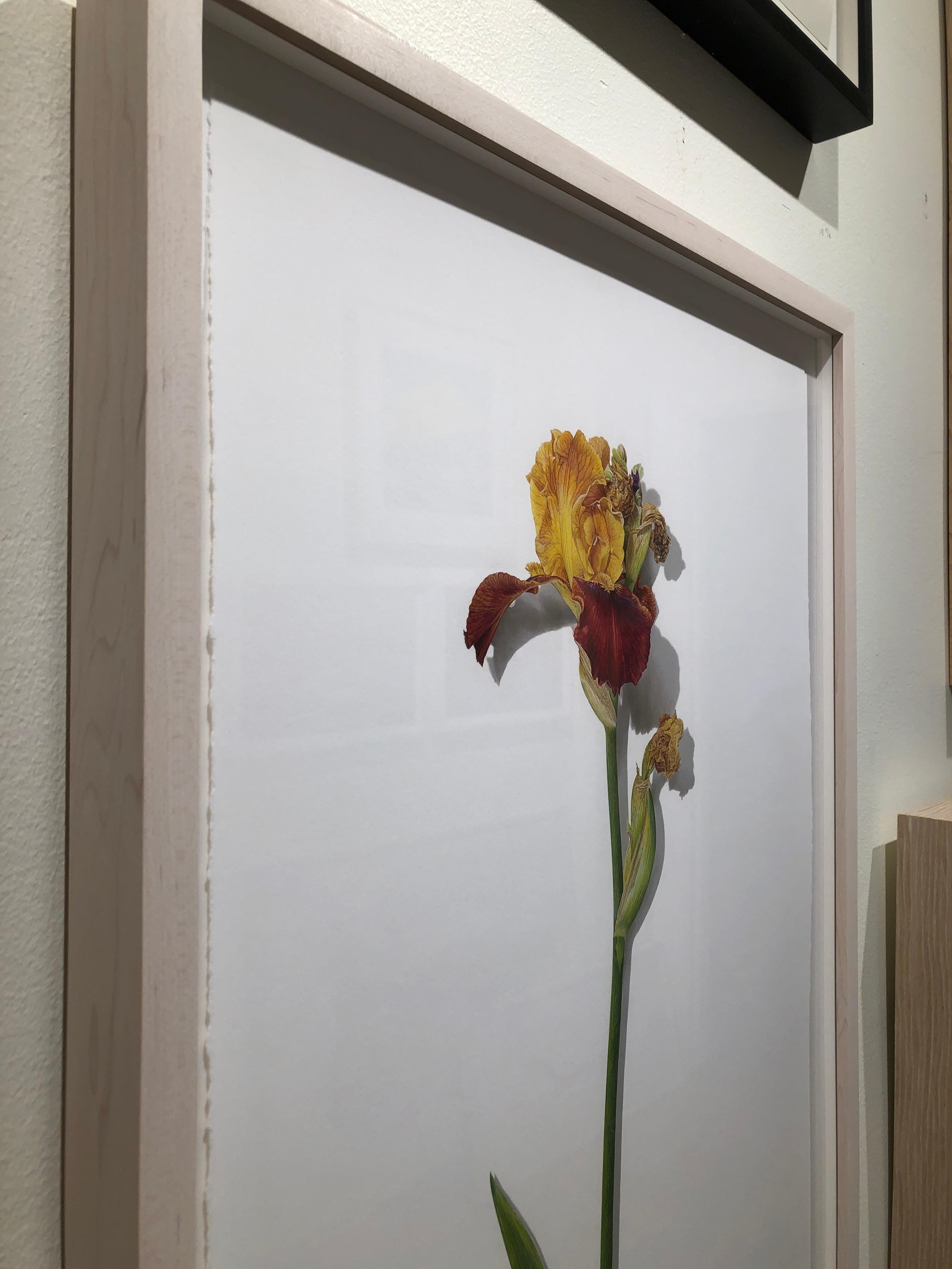 David Morrison, Iris Drawing, hyperrealist colored pencil floral still life 2