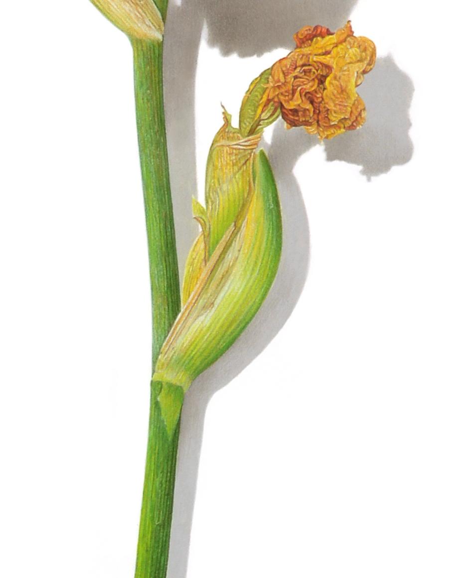 David Morrison, Iris Drawing, hyperrealist colored pencil floral still life 1