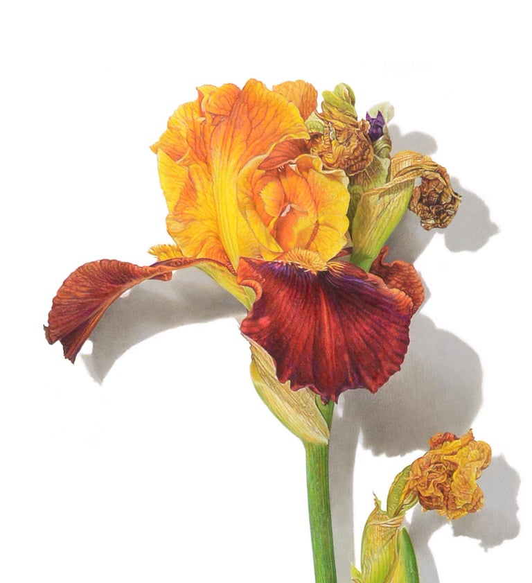 David Morrison David Morrison, Iris Drawing, hyperrealist colored