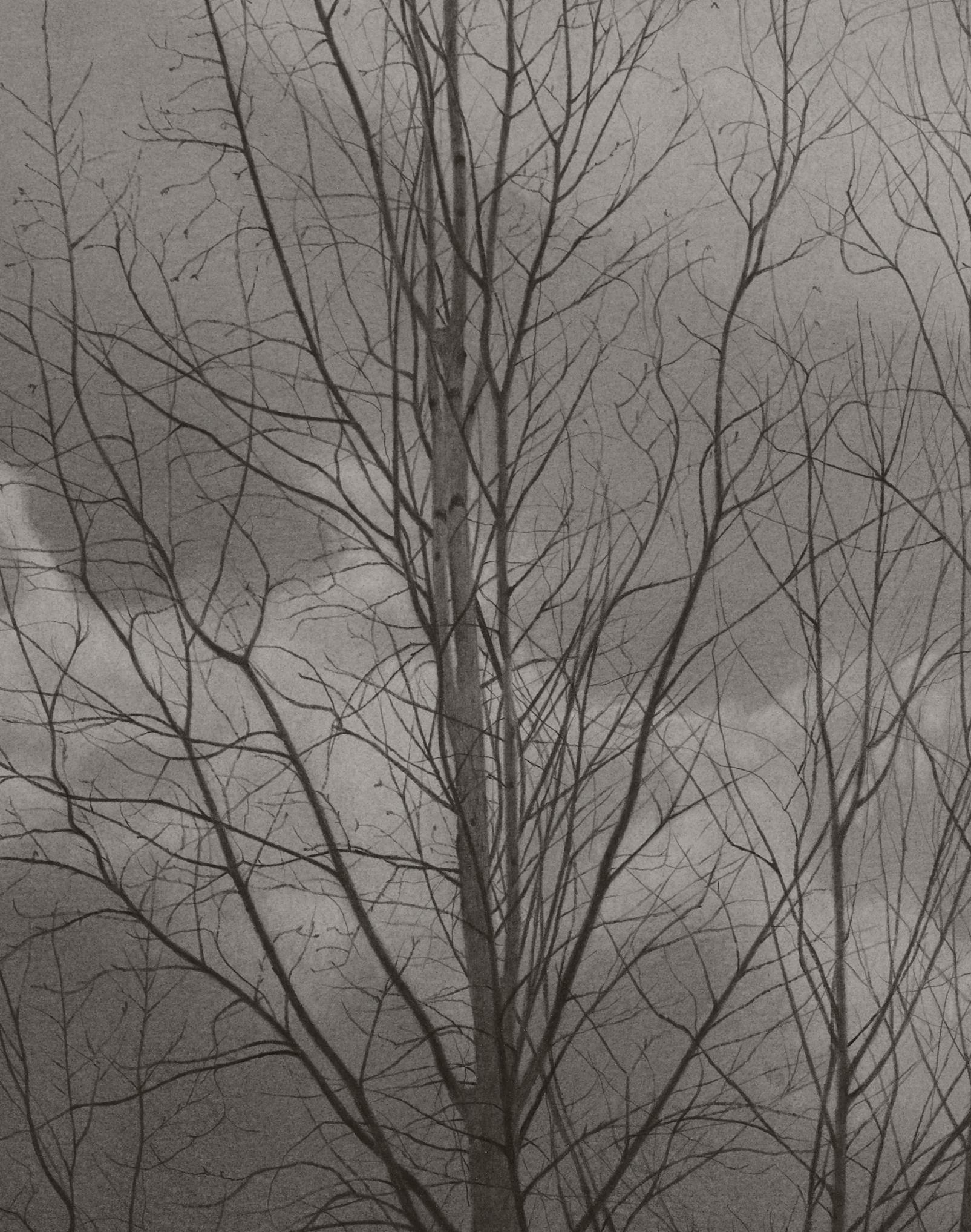 Bare Trees, gray photorealist graphite landscape drawing, 2019 - Photorealist Art by Mary Reilly