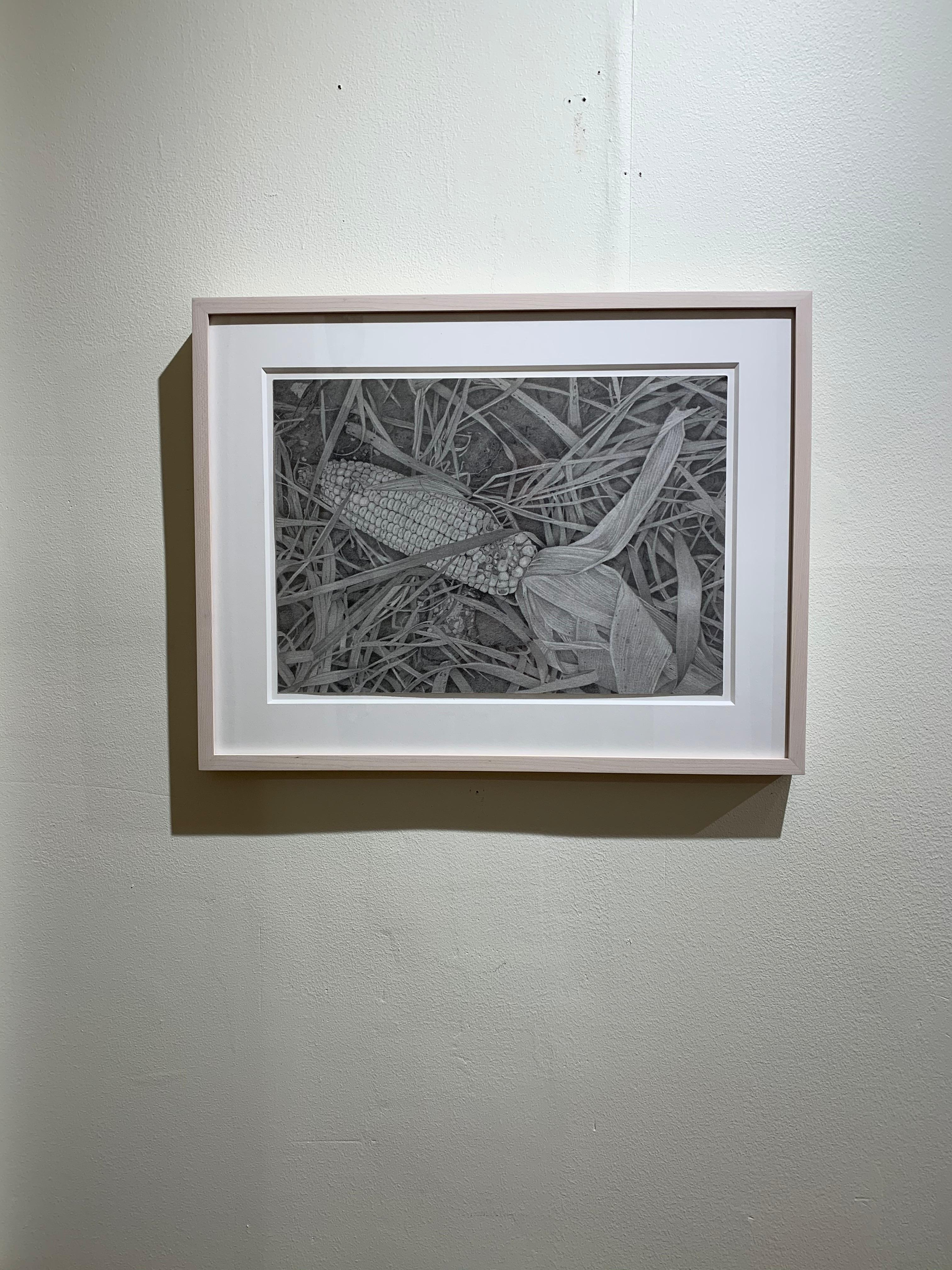 Corn Field 2, gray photorealist graphite still life drawing, 2019 - Art by Mary Reilly
