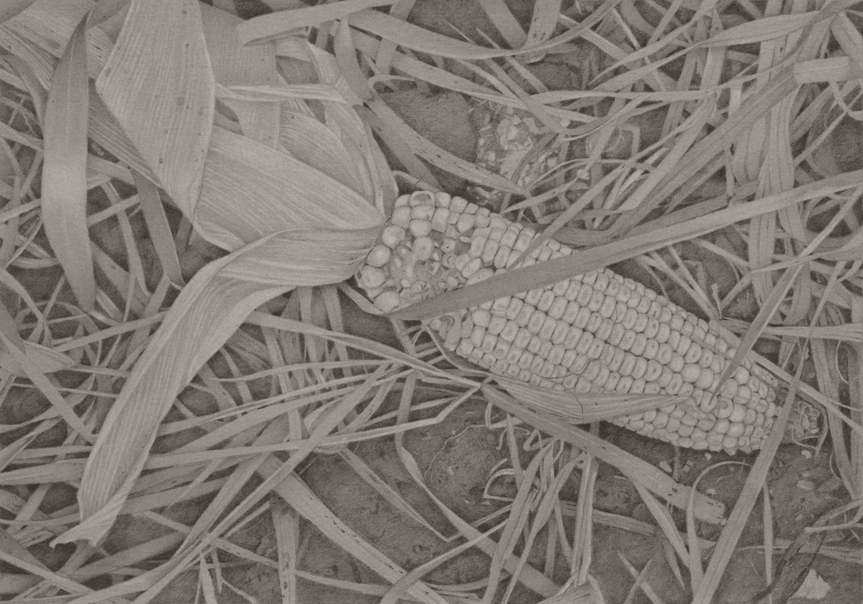 Mary Reilly Still-Life – Corn Field 2, graue fotorealistische Graphit-Stilllebenzeichnung, 2019