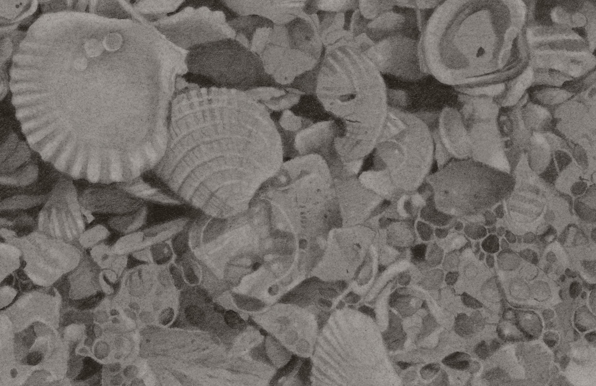 Seashells 4, gray photorealist graphite nautical drawing, 2019 - Art by Mary Reilly