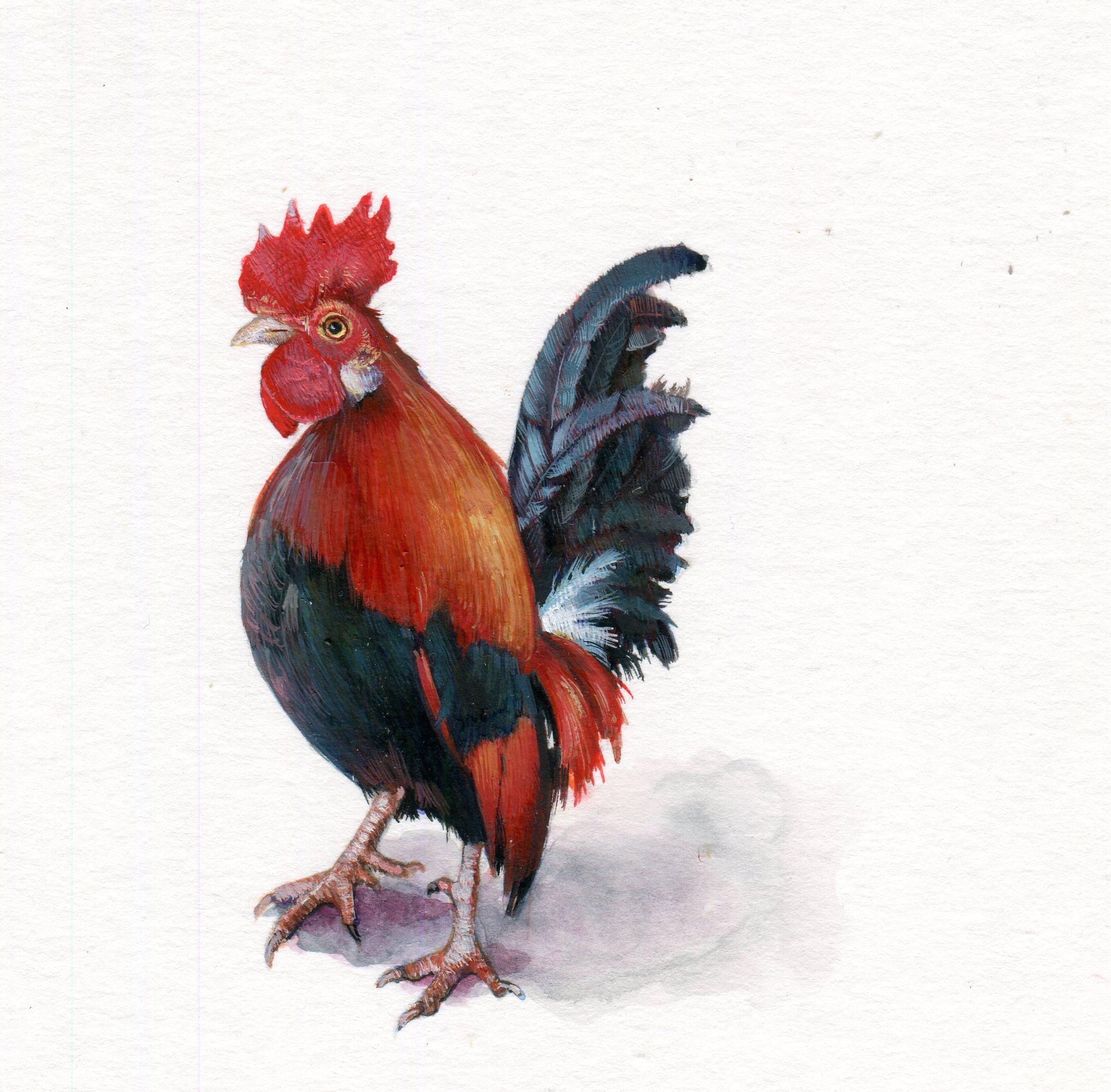 Gallo, gouache realista contemporanea su carta, miniatura di animale