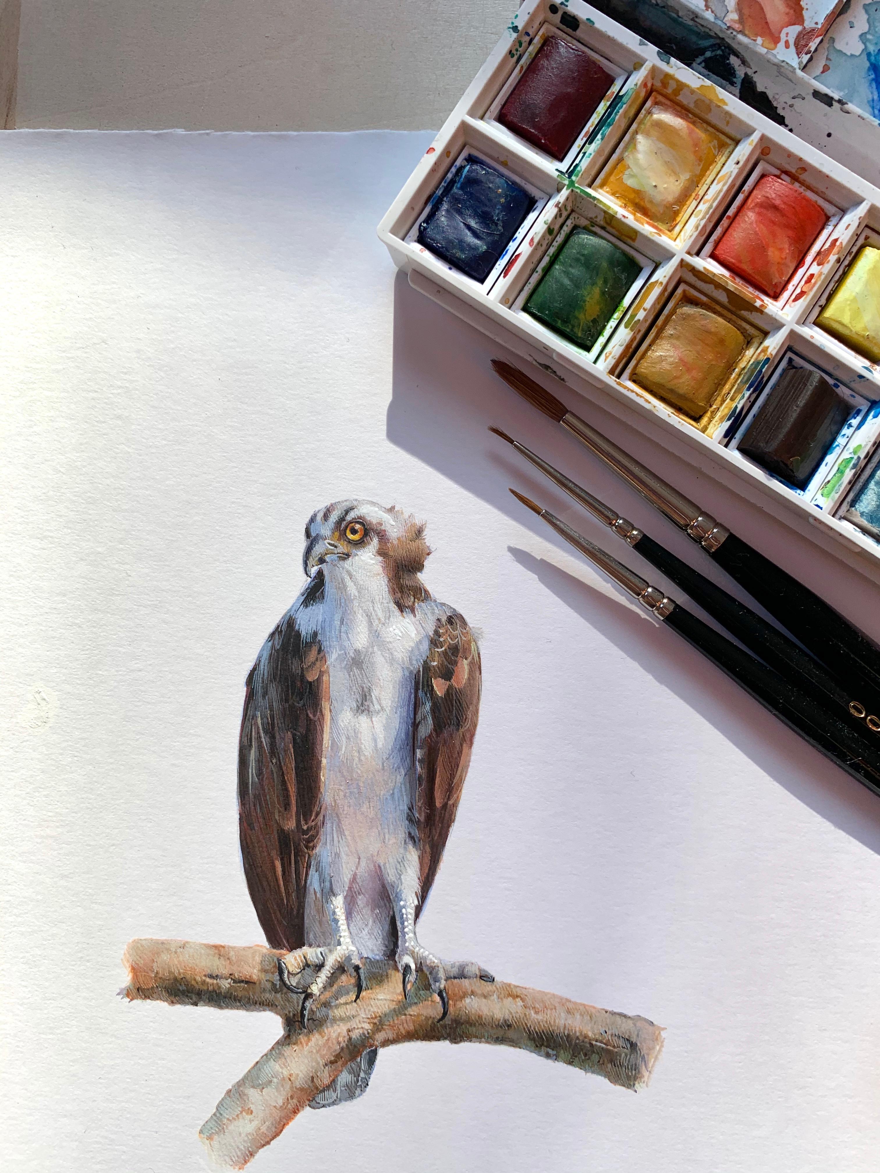 Osprey, contemporary realist gouache on paper animal miniature - Art by Dina Brodsky