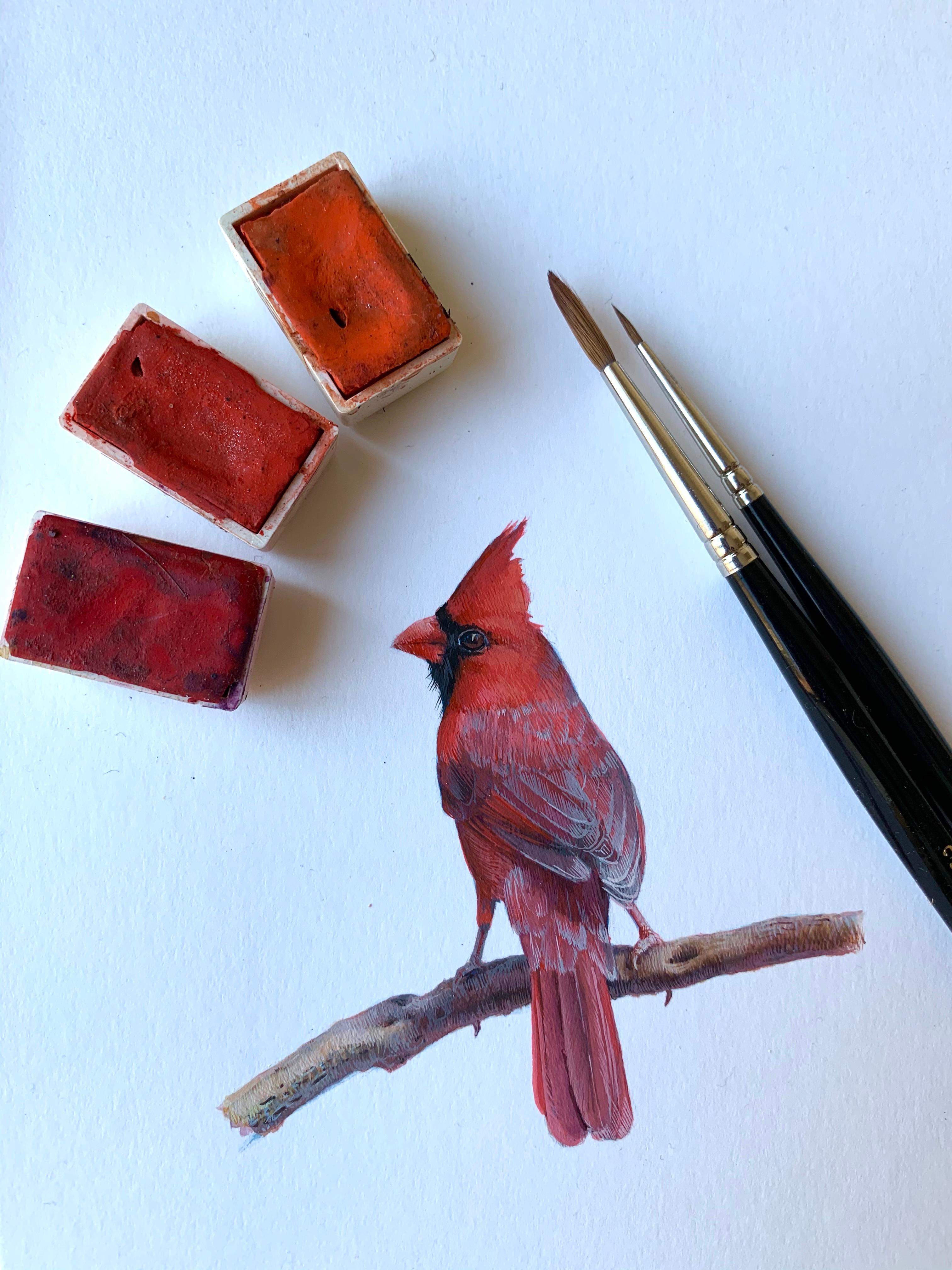 miniature cardinal