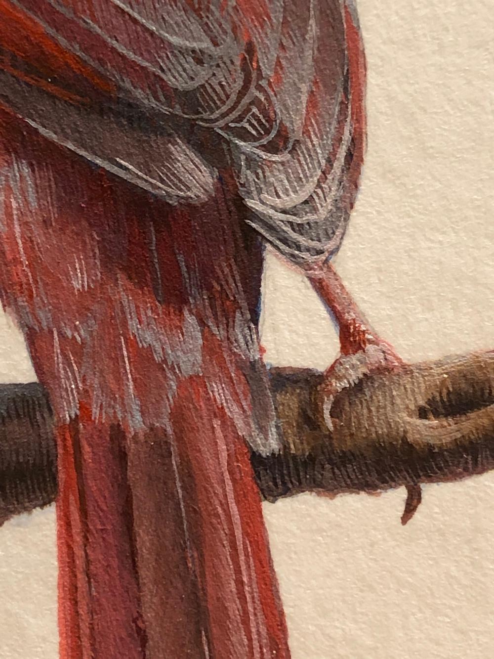 Dina Brodsky, Cardinal, realist gouache on paper miniature animal painting, 2019 1