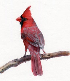 Dina Brodsky, Cardinal, realist gouache on paper miniature animal painting, 2019