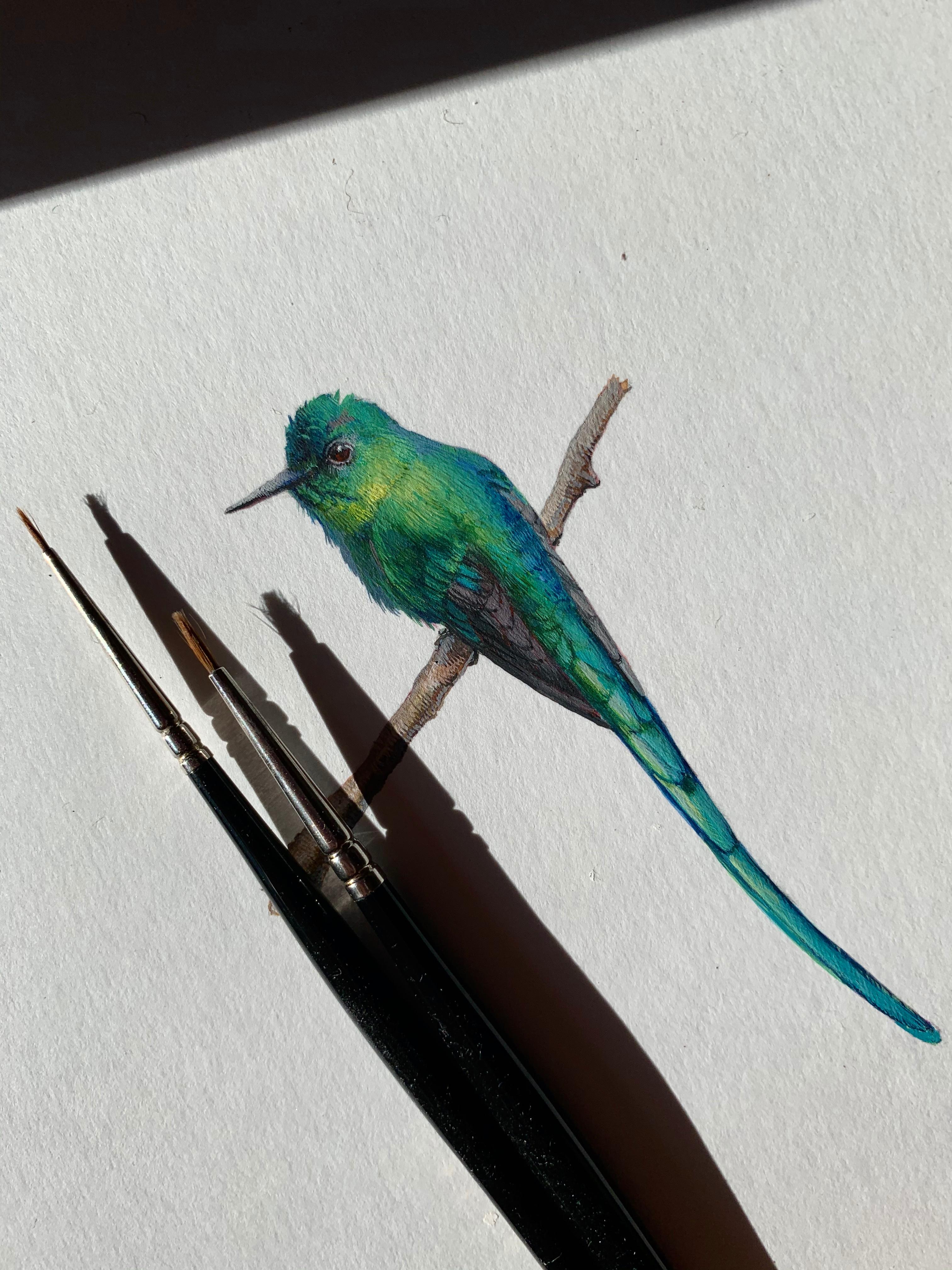 Long Tailed Sylph, blue and green realist gouache miniature animal portrait - Art by Dina Brodsky