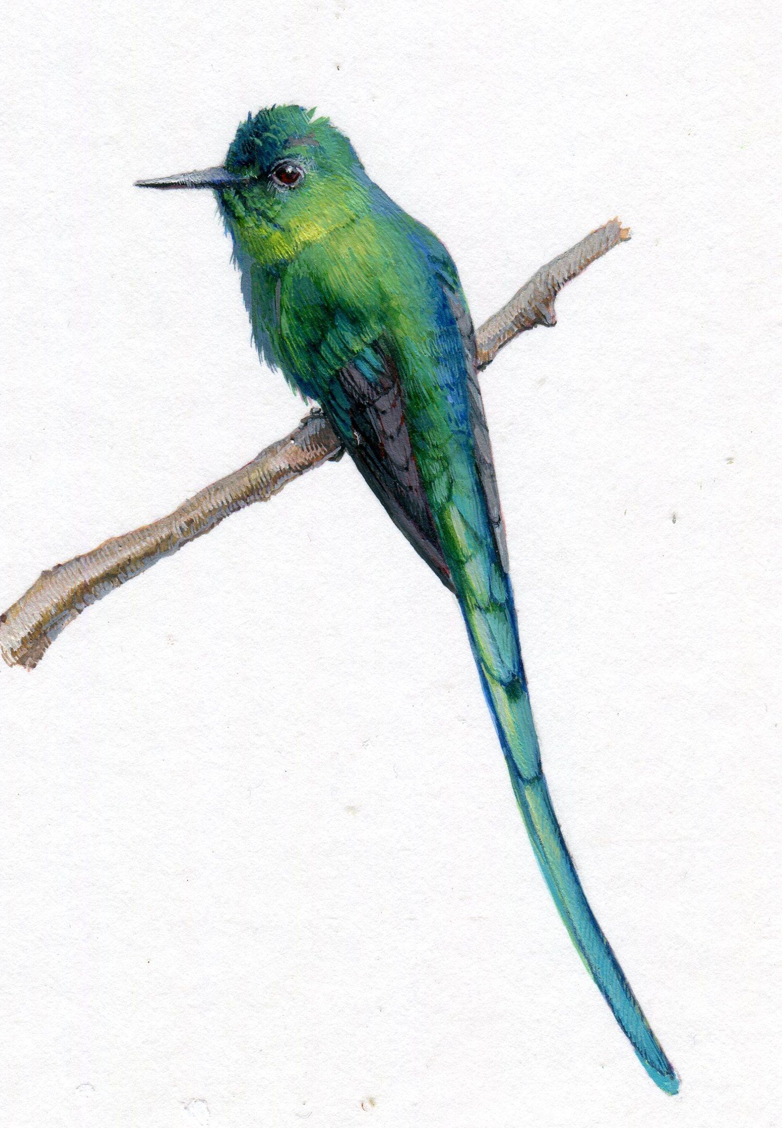 Long Tailed Sylph, blue and green realist gouache miniature animal portrait