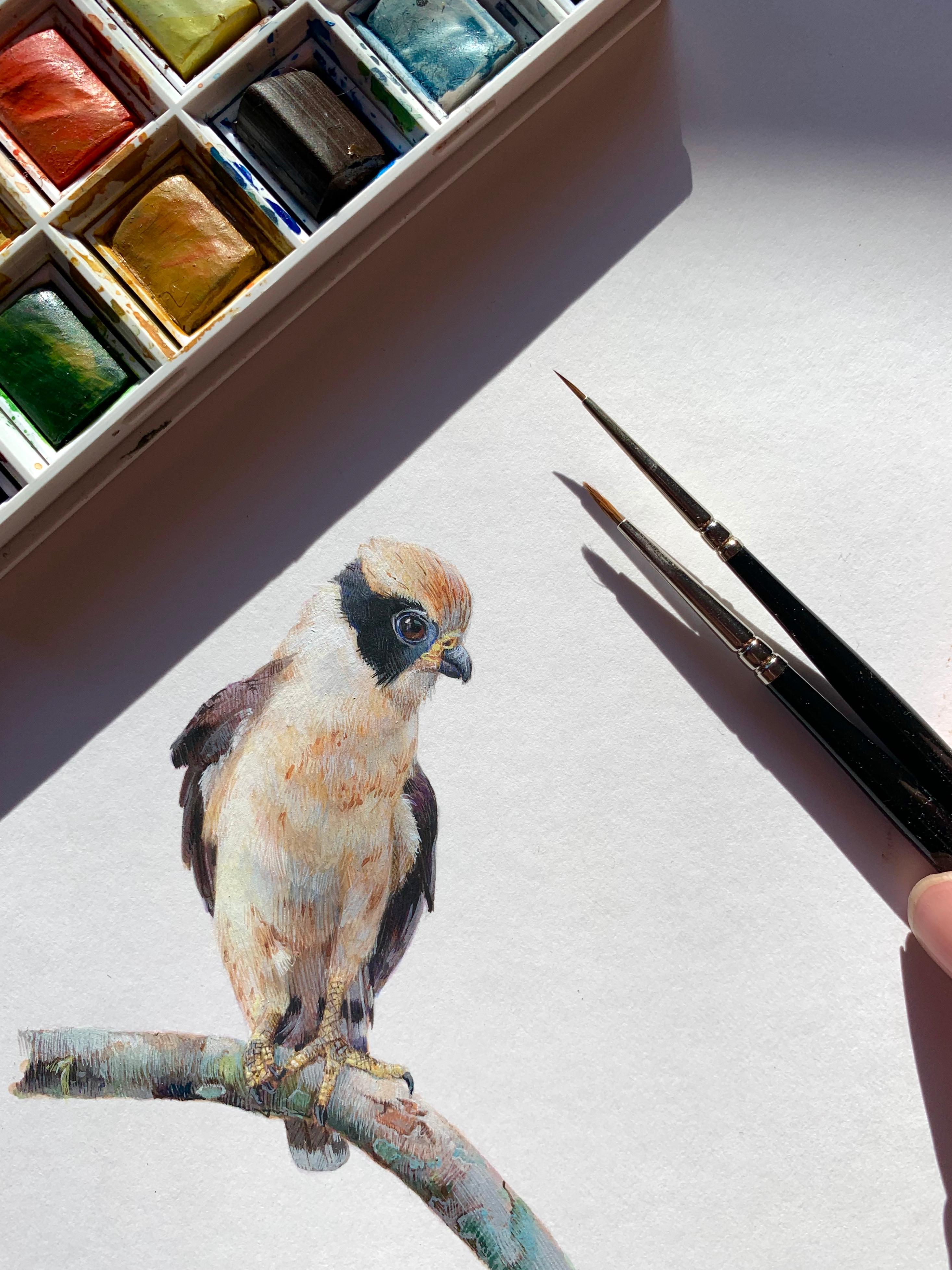 Laughing Falcon, realist gouache miniature animal portrait, 2019 - Art by Dina Brodsky