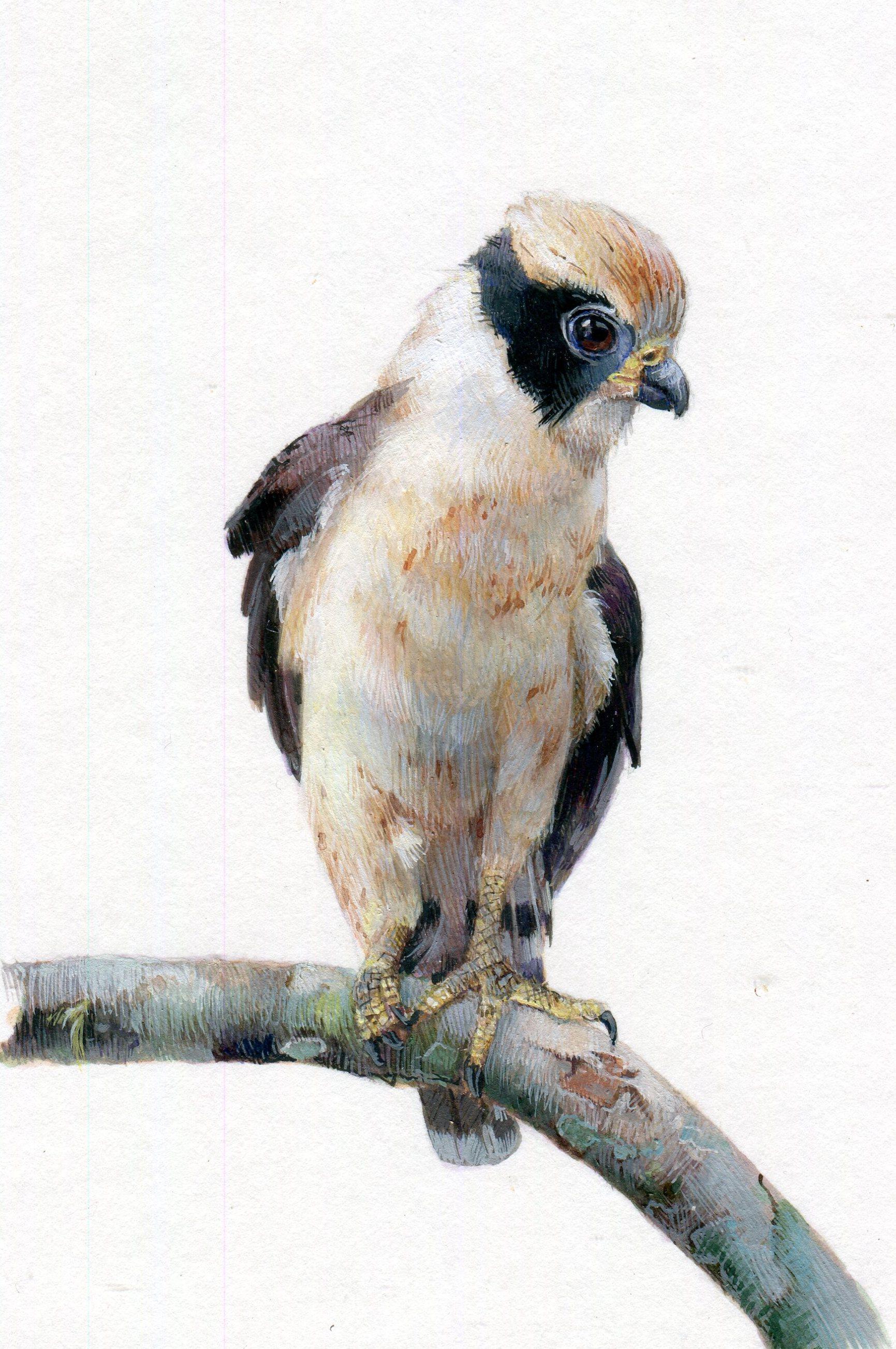 Dina Brodsky Animal Art - Laughing Falcon, realist gouache miniature animal portrait, 2019