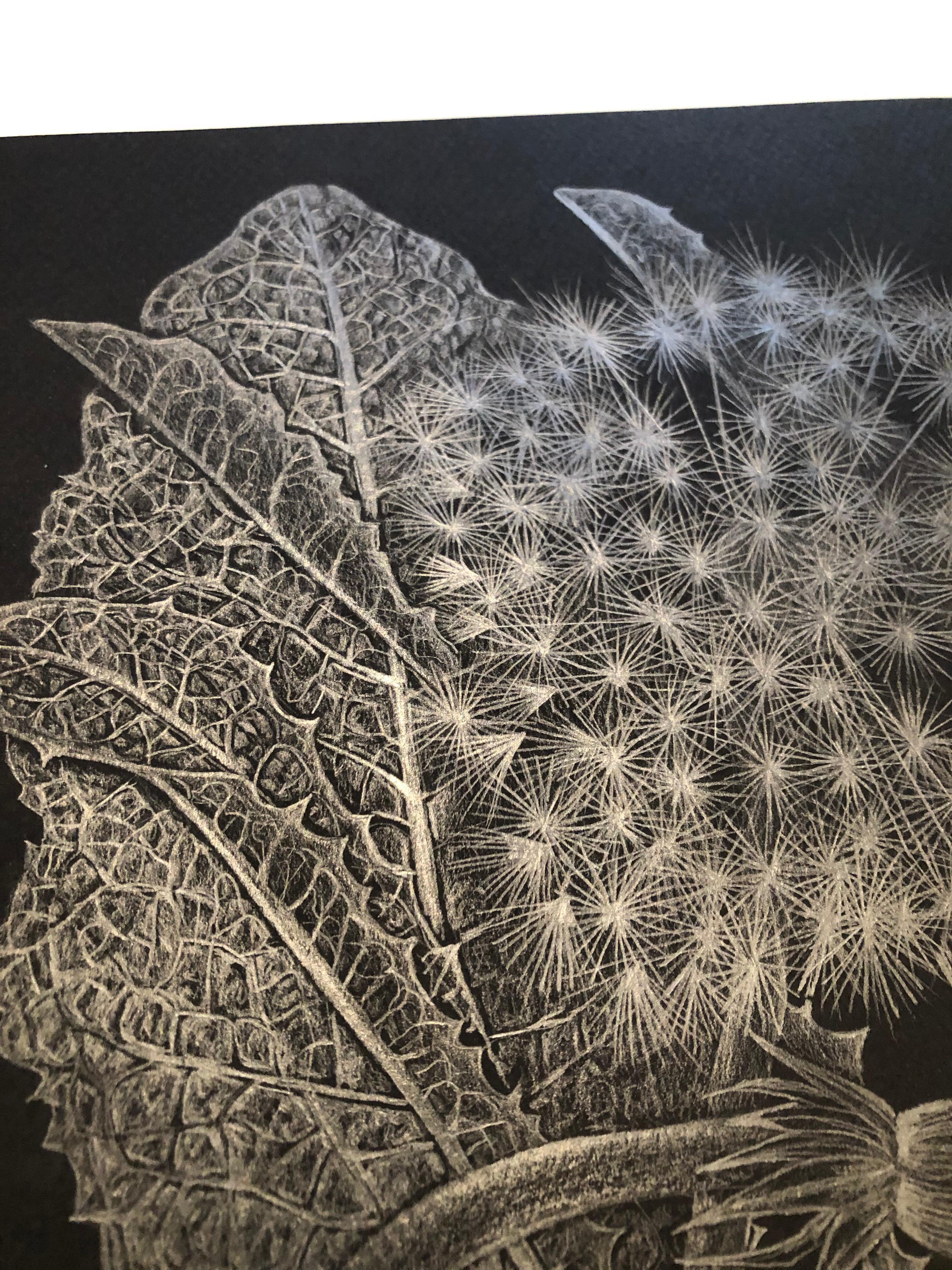 Dandelion with Bud, contemporary realist silver floral graphite drawing, 2019 - American Realist Art by Margot Glass