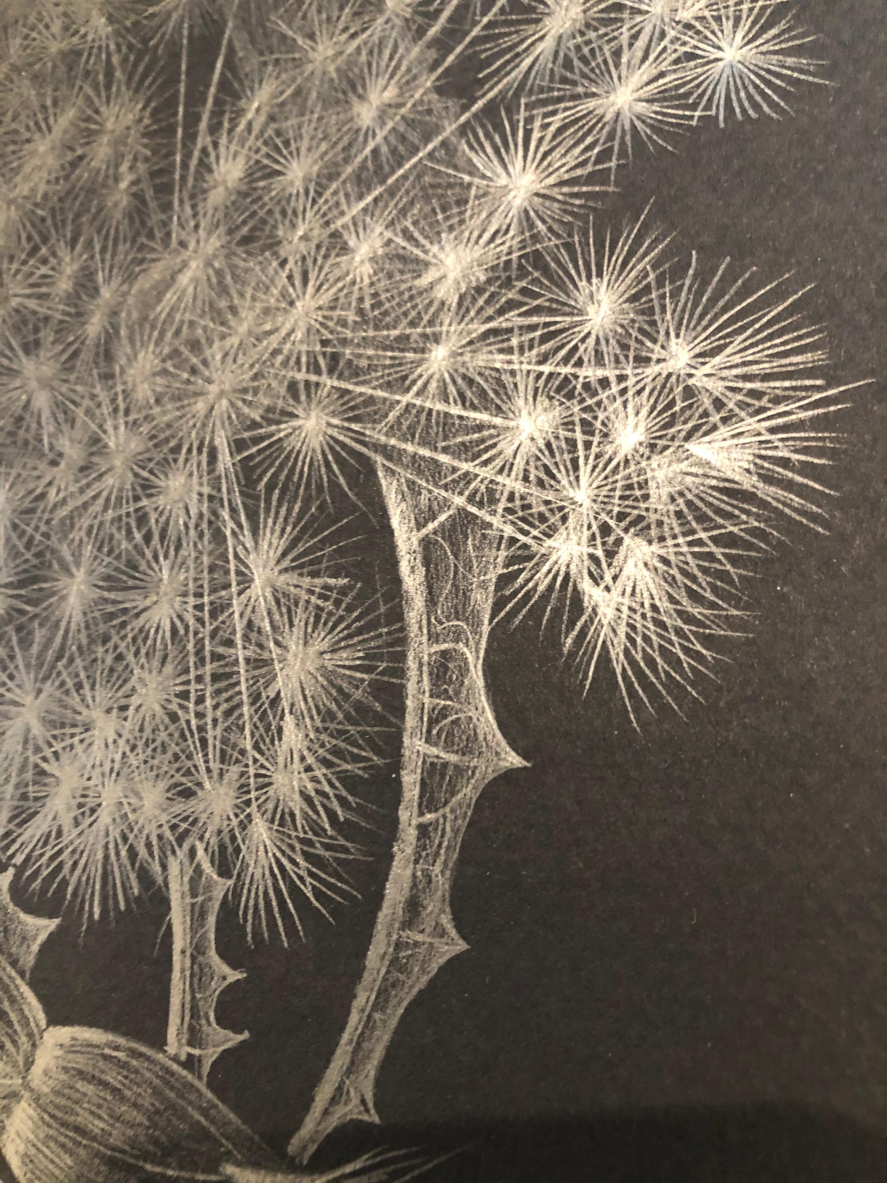 Dandelion mit Knospe, zeitgenössische realistische silberne florale Graphitzeichnung, 2019 (Amerikanischer Realismus), Art, von Margot Glass