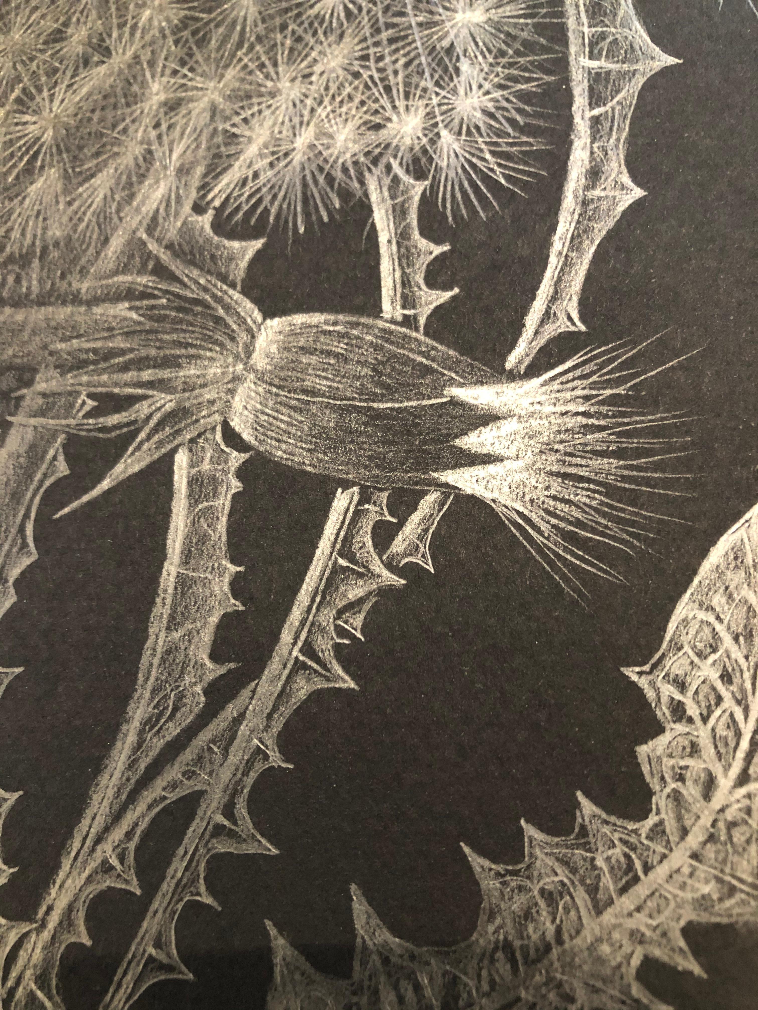 Dandelion mit Knospe, zeitgenössische realistische silberne florale Graphitzeichnung, 2019 (Schwarz), Still-Life, von Margot Glass