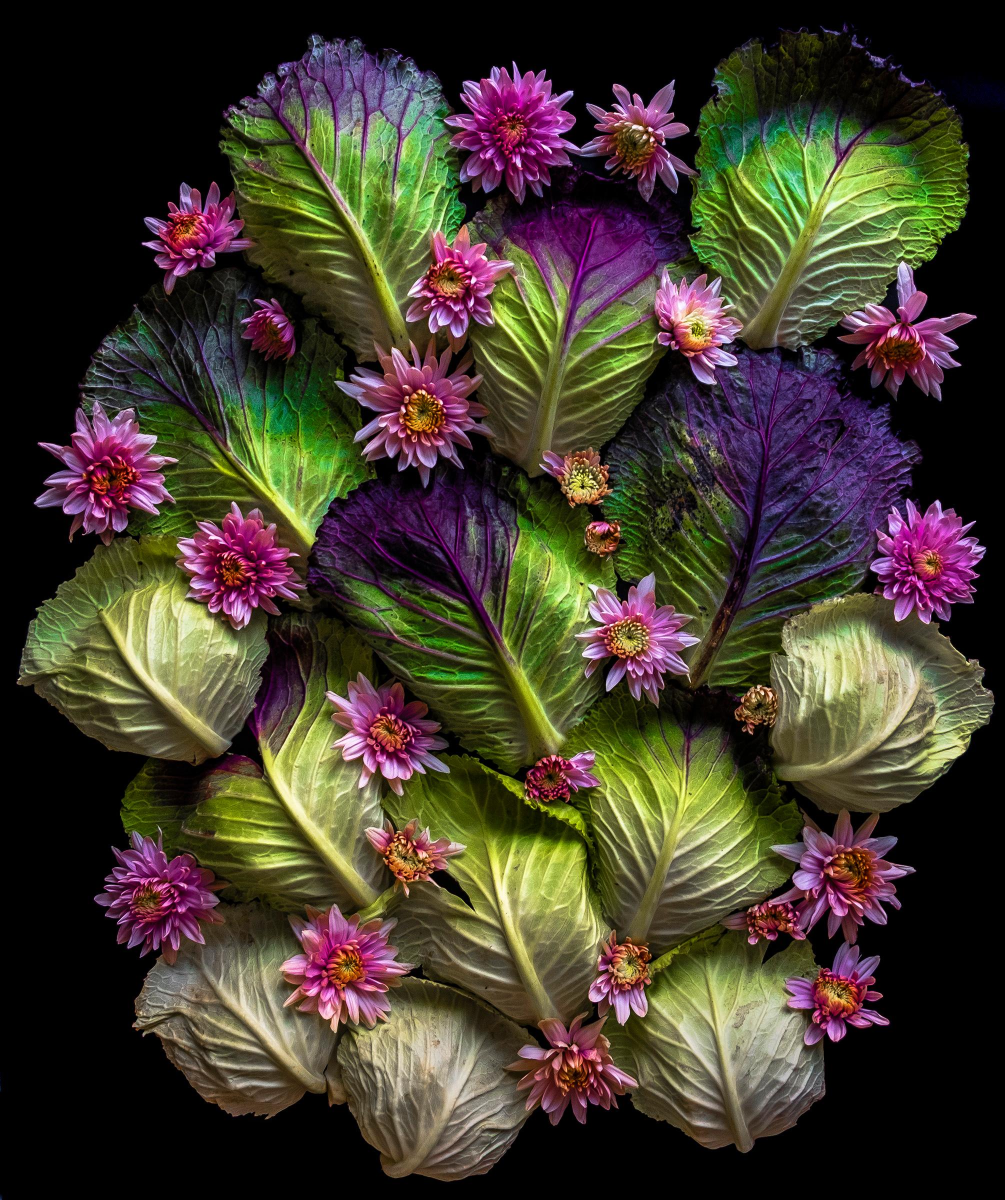 Sarah Phillips Color Photograph - Purple Savoy Cabbage Leaves, absurdist still life food photograph, 2020