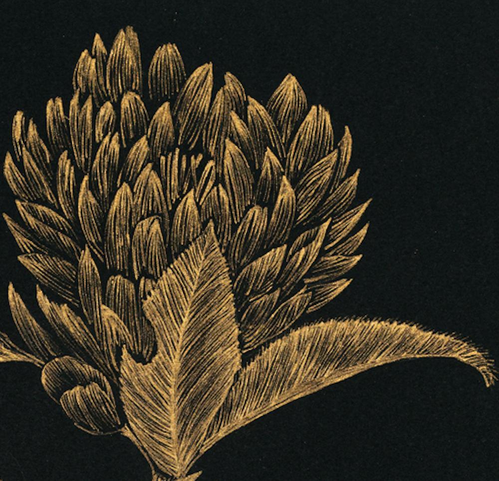 Red Clover #1, gold ink botanical still life drawing on black paper, 2020 - Art by Margot Glass