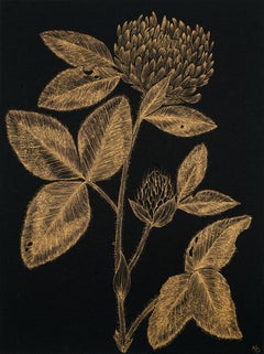 Red Clover #2, gold ink and black botanical still life drawing, 2020