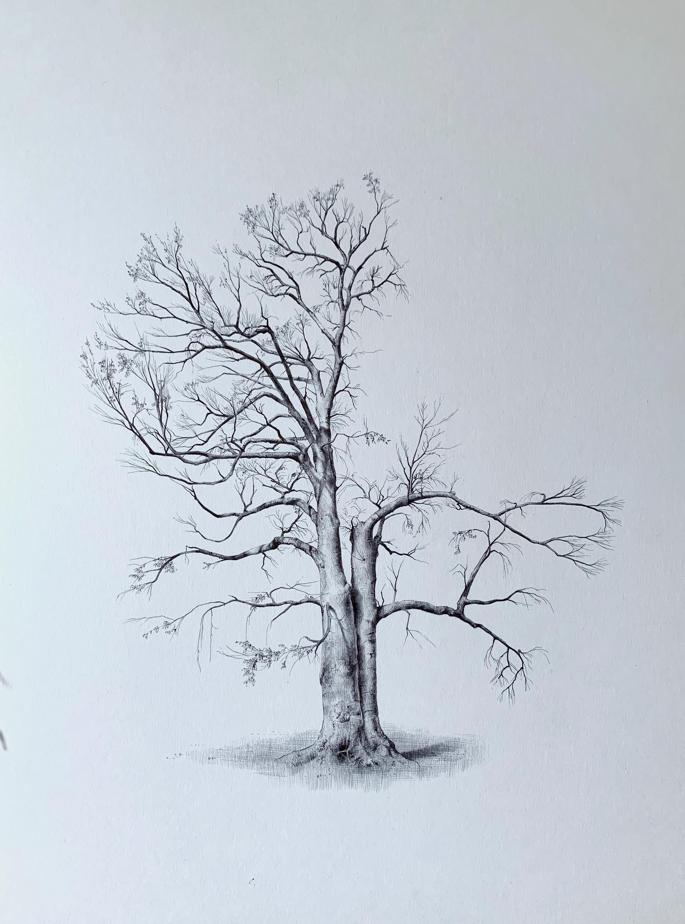 Dina Brodsky Landscape Art - Untitled (Lightning Tree), realist ballpoint pen still life drawing, 2020
