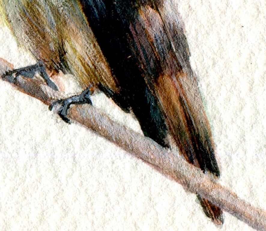 Die Coquette von Rufus Crested, realistisches Miniatur-Vogelporträt aus Gouache, 2020 (Weiß), Animal Art, von Dina Brodsky