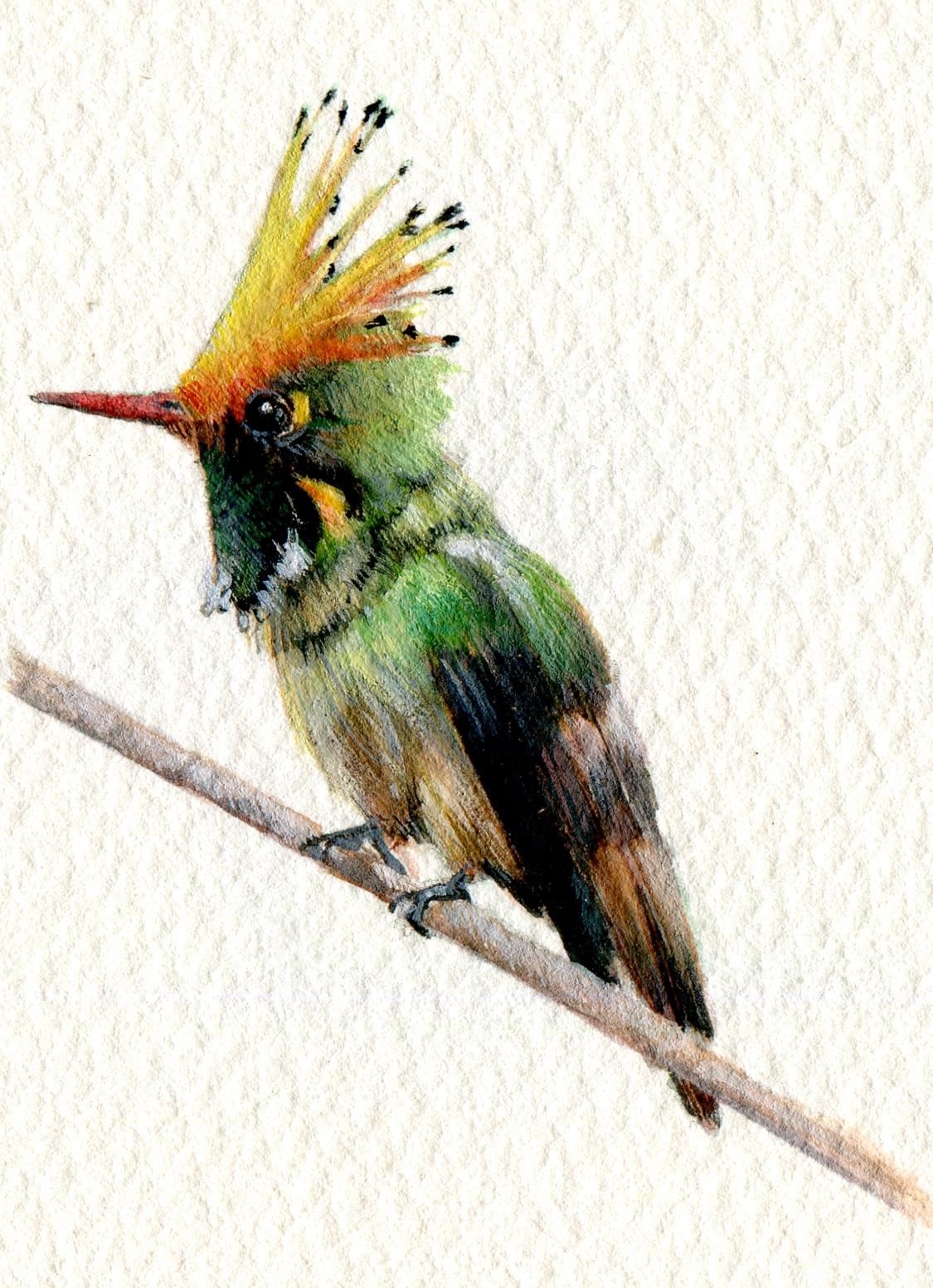 Coquette Rufus Crested, portrait miniature d'oiseau réaliste à la gouache, 2020