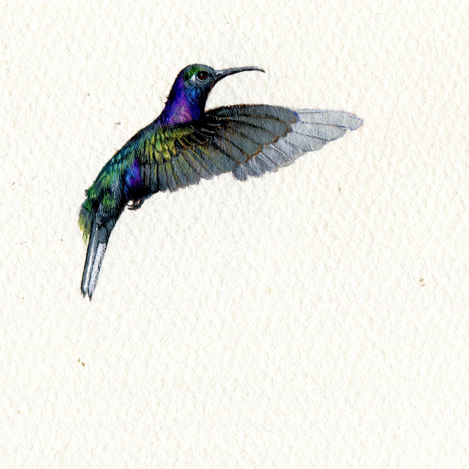 Violet Saberwing, realist gouache on paper miniature bird portrait, 2020