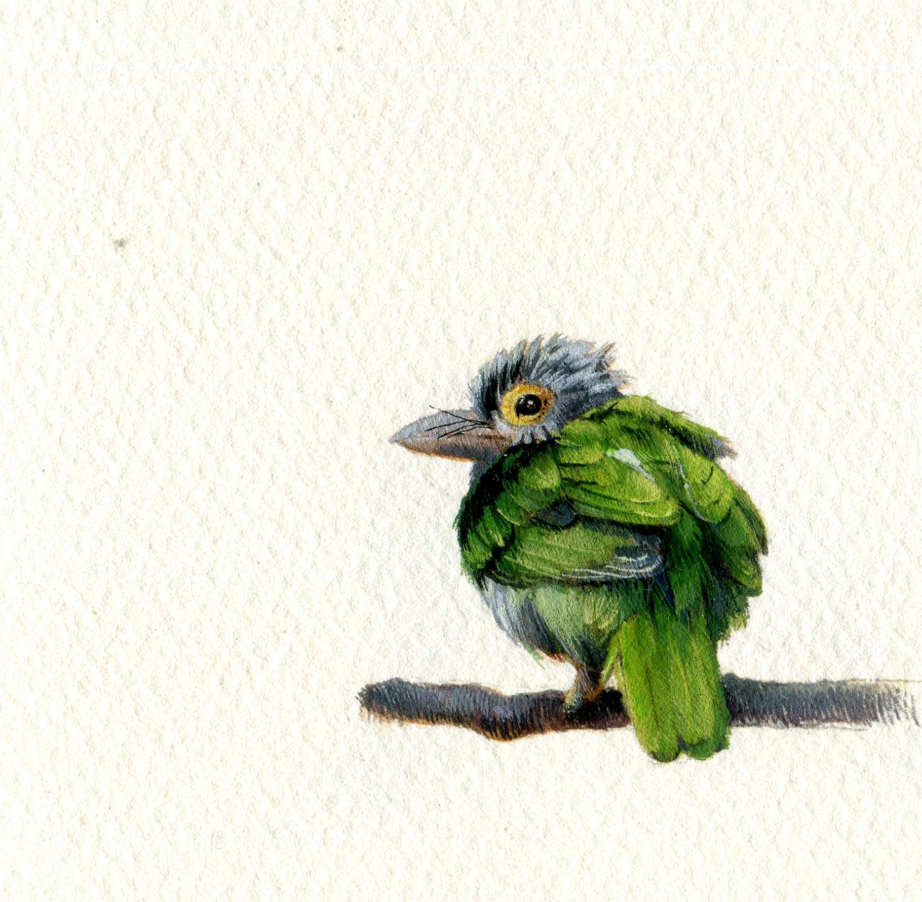 Dina Brodsky Animal Art - Lineated Barbet, realist gouache on paper miniature bird portrait, 2020