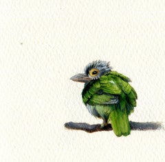 Lineated Barbet, realist gouache on paper miniature bird portrait, 2020