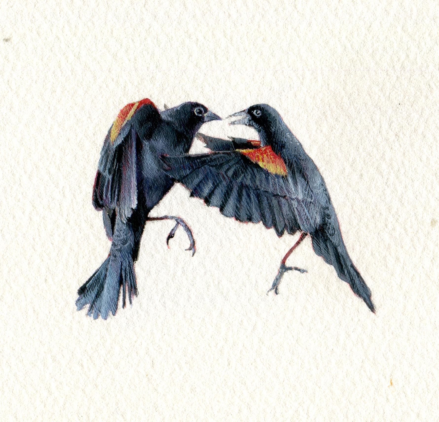 Red-Winged Blackbirds, realist gouache on paper miniature bird portrait, 2020